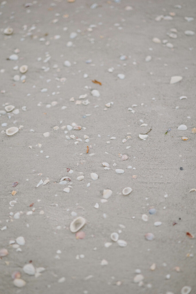 Seashells on Sanibel Island beach.